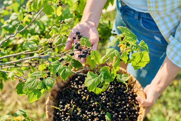 Harvesting picking ripe blackcurrants in garden, basket with berries close-up