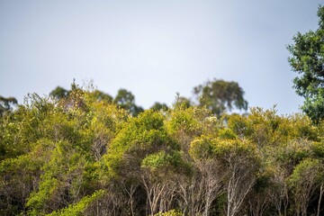gumtree growing in a the bush in australia