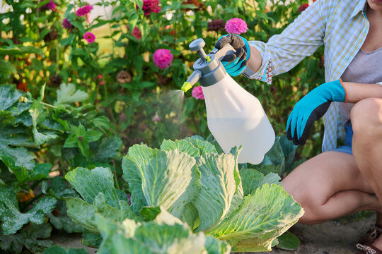 Woman spraying cabbage, pest control, spraying poison to kill insects from leaves