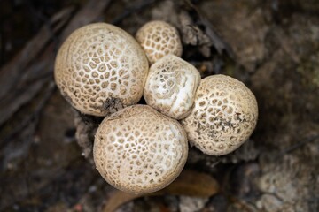 fungi growing in nature. mushroom fruiting body