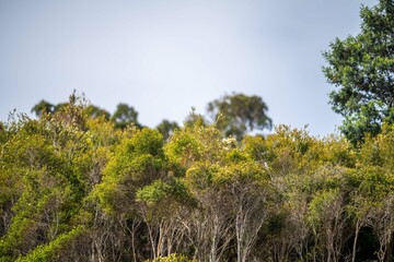 Obraz na płótnie Canvas gumtree growing in a the bush in australia