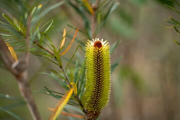 native banksia flower. native plants flowers in the bush in tasmania australia