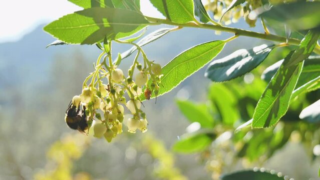 Bumblebee feeding on a strawberry tree flower. Bug pollinate blooming Strawberry tree (Arbutus Unedo) in autumn in Sicily, Italy. Springtime morning freshness mood in blossom garden. Biodiversity.