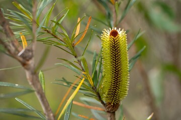 native plants growing in the bush in tasmania australia