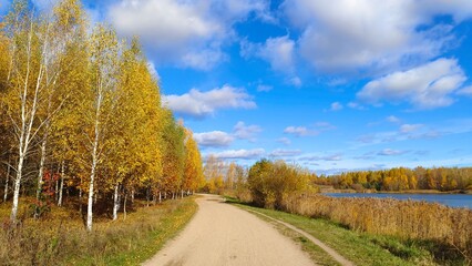 Fototapeta na wymiar The dirt road runs along the grassy shore of the lake, with birch trees growing on it. There are reeds in the water and a forest on the far shore. In the fall, there are yellow leaves on the trees