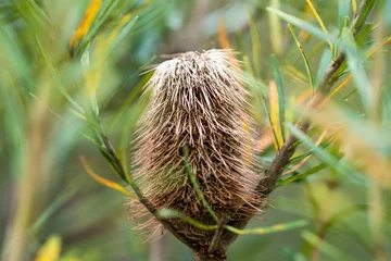 Photo sur Plexiglas Mont Cradle native plants growing in the bush in tasmania australia