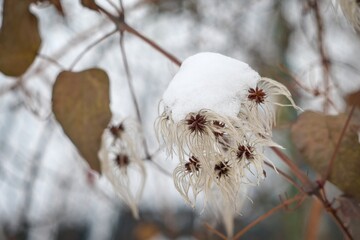 Blooming flowers forming tufts of fluff covered with snow