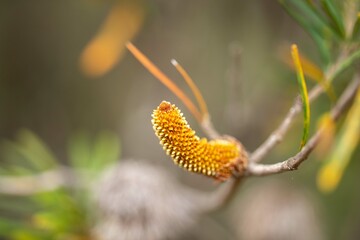 native plants growing in the bush in tasmania australia