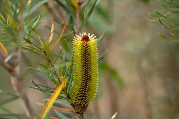 Papier peint Mont Cradle native plants growing in the bush in tasmania australia