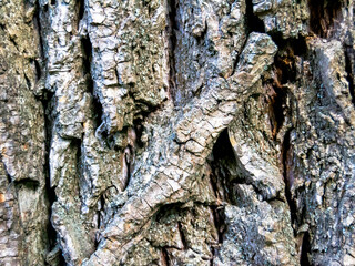 bark of an old oak tree close up. old wood surface texture. Horizontal image.