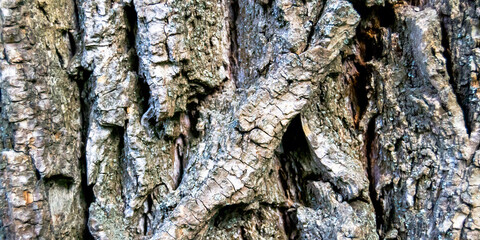 bark of an old oak tree close up. old wood surface texture. Horizontal image. Banner for insertion into site.