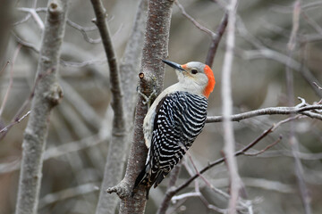 Female Red-bellied Woodpecker sits perched on the side of a tree