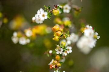 native banksia flower. native plants flowers in the bush in tasmania australia