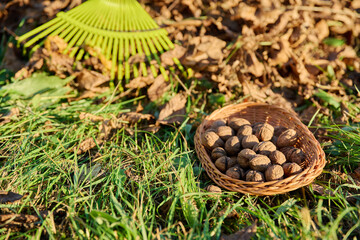 Close-up of ripe walnuts in basket under walnut tree, rake with bunch of leaves