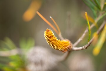 native banksia flower. native plants flowers in the bush in tasmania australia