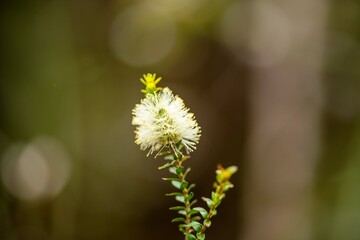 native plants growing in the bush in tasmania australia
