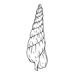 Linear sketch of a seashell.Vector graphics.