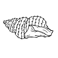 Linear sketch of a seashell.Vector graphics.