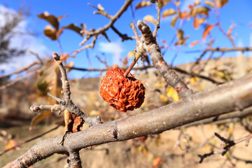 Old rotten apple hanging on a branch