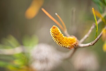 native banksia flower. native plants flowers in the bush in tasmania australia