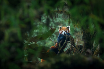 A red panda adult female rests on a mossy oak nut branch at Singalila, Nepal