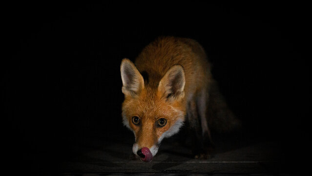 Ein Fuchs bei Dunkelheit