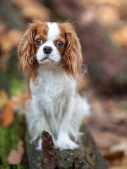Cavalier puppy