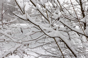 tree  in snow