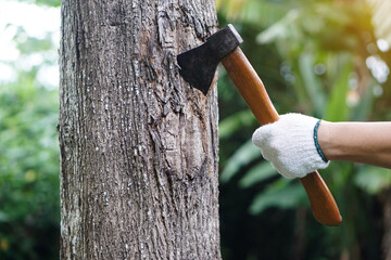 Closeup hand holds wooden handle axe to cut  tree. Concept, . Manual tool for carpenter and...