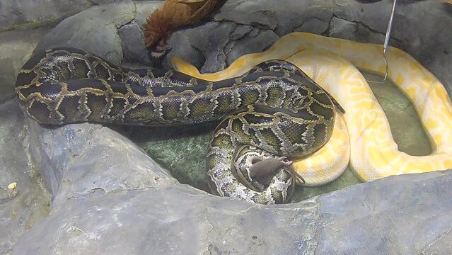 close up of a python