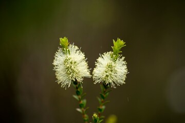 Fototapeta premium native plants with yellow flowers growing in the bush in tasmania australia