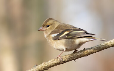 Common chaffinch, Fringilla coelebs. A female bird sitting on a branch