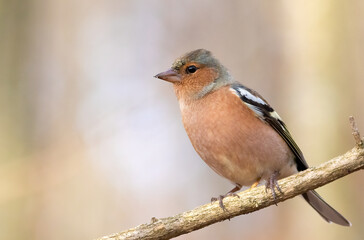 Common chaffinch, Fringilla coelebs. The male bird sits on a branch and looks away