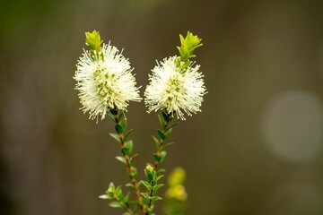 native plants with yellow flowers growing in the bush in tasmania australia