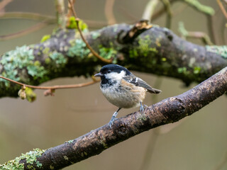Coal Tit perched on a Branch