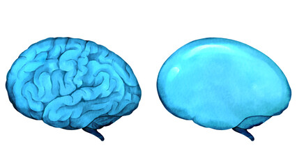 青色のしわのある脳とつるつるの脳の水彩風イラスト