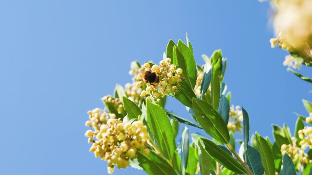 Bumblebee feeding on a strawberry tree flower. Bug pollinate blooming Strawberry tree (Arbutus Unedo) in autumn in Sicily, Italy. Springtime morning freshness mood in blossom garden. Biodiversity.