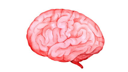 横から見たヒトの脳の水彩風イラスト