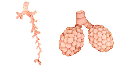 ヒトの気管支と肺胞の水彩風イラストセット © nagamushi studio