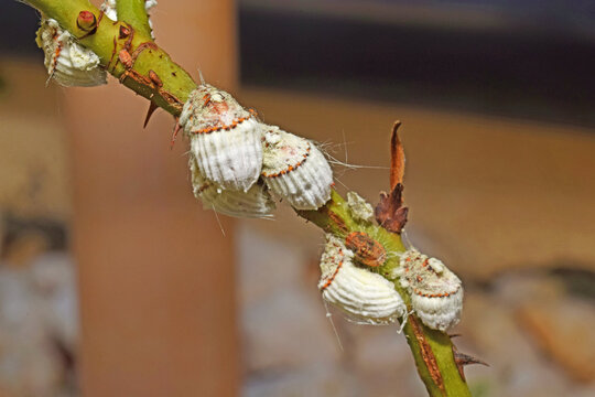 Cochenilles, nuisibles, sur une branche de rosier.