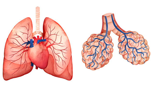 ヒトの肺と肺胞の水彩風イラストセット