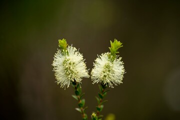 native plants with yellow flowers growing in the bush in tasmania australia