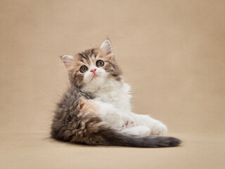 Cat on a beige canvas background. Fluffy Longhair Scottish kitten 