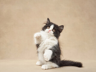 Cat on a beige canvas background. Fluffy Longhair Scottish kitten 