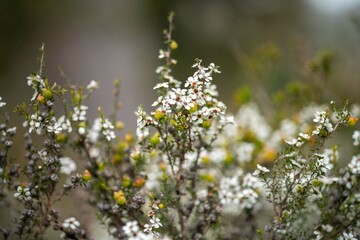 native plants with yellow flowers growing in the bush in tasmania australia