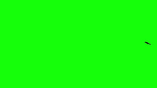 Crows or Raven Birds Sitting and Jumping to Take Off and Flying Away on Green Screen - Variation Pack