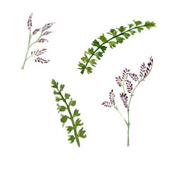 Green plant leave flower violet sketch watercolor 