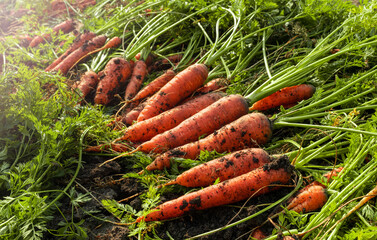 Fresh carrots dug out of the ground. Autumn harvest of a useful root crop. Vegetable.