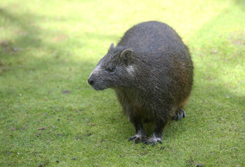 Cuban hutia (Capromys pilorides) sitting in the green grass