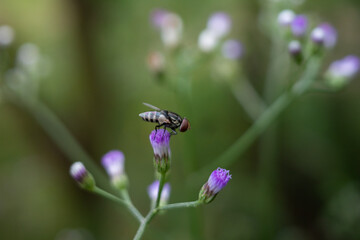 Cyanthillium is a genus of tropical plants in the ironweed tribe in the sunflower family